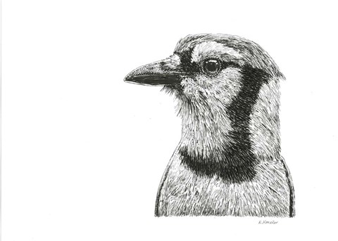 Framed Blue Jay Print