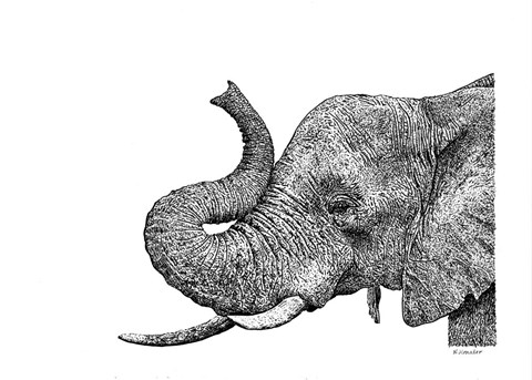 Framed Elephant Print