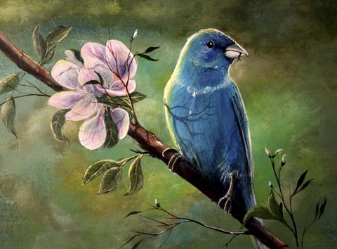 Framed Blue Finch Print