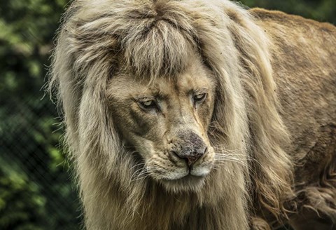 Framed White Albino Lion III Print