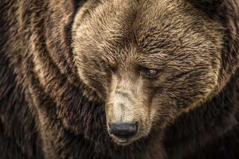 Framed Grizzly III Print