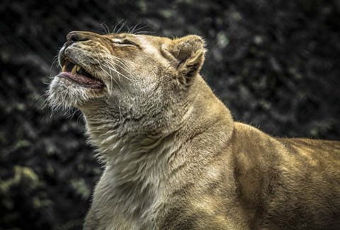 Framed Female White Lion Roars II Print