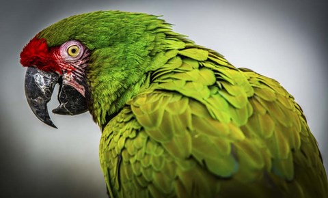 Framed Green Ara Print