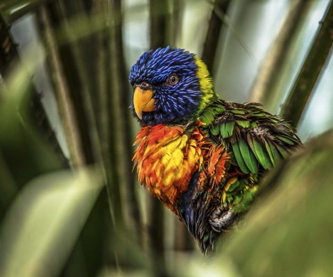 Framed Colorfull Bird III Print