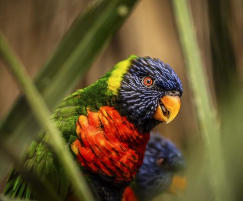 Framed Colorfull Bird IV Print