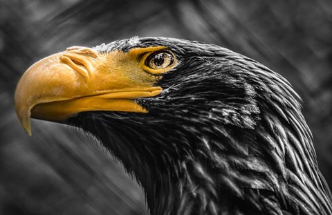 Framed Steller Sea Eagle Black &amp; White Print