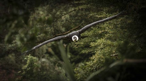 Framed Kondor Flight Print