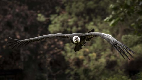 Framed Kondor Flight II Print