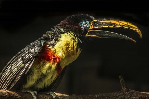 Framed Little Toucan Print