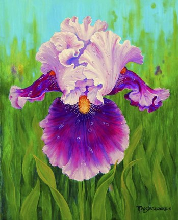 Framed Dewdrop Iris Print