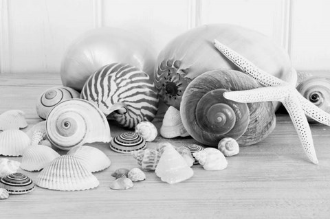 Framed Collection of Shells BW Print