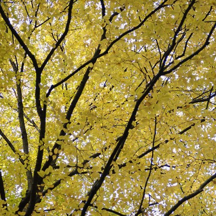 Framed Fall Leaves 3 Print