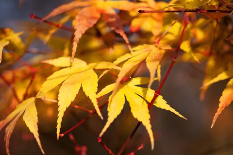Framed Fall Leaves 7 Print