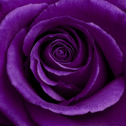 Framed Purple Rose 1 Print