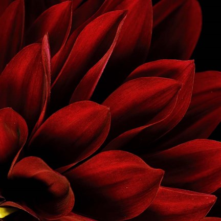 Framed Red Dahlia Close up Print