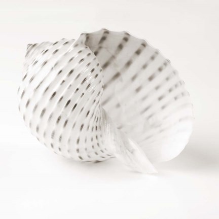 Framed Shell BW 1 Print