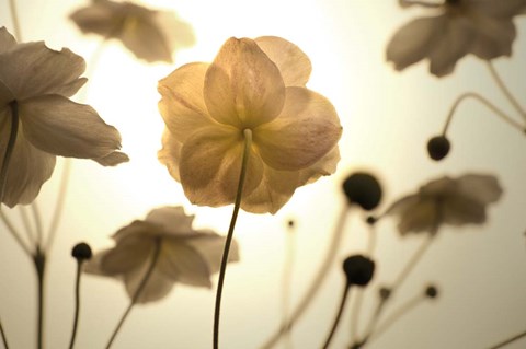 Framed Silhouette in Field Print
