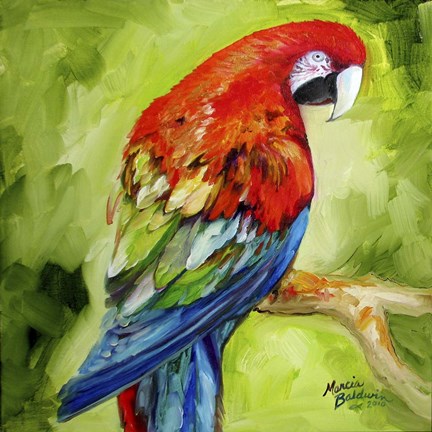 Framed Macaw Tropical Print