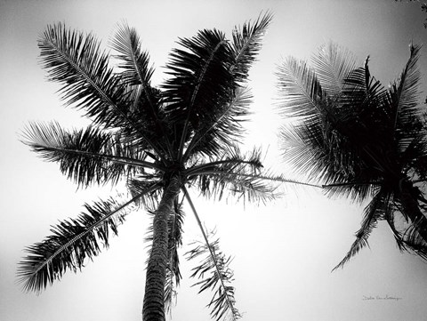 Framed Palm Tree Looking Up II Print