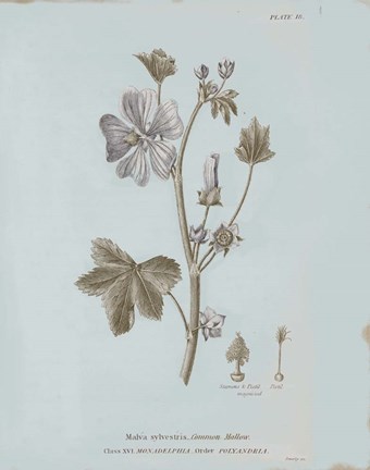 Framed Conversations on Botany VII Blue Print