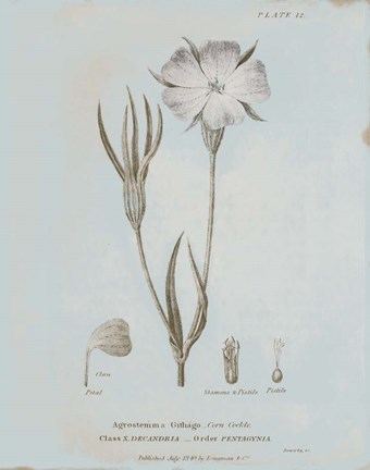 Framed Conversations on Botany III Blue Print