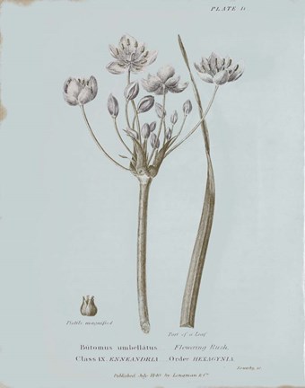 Framed Conversations on Botany II Blue Print