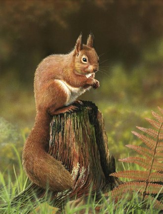Framed Red Squirrel Print