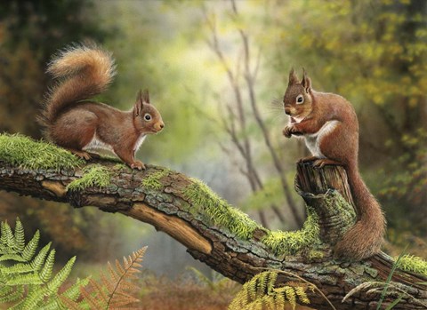 Framed Red Squirrels Print