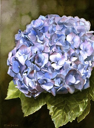 Framed Blue Hydrangea Print