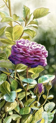 Framed Heidi Klum Rose Print