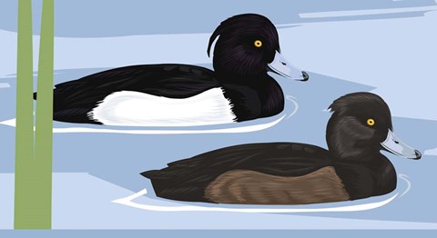 Framed Tufted Duck Id Print