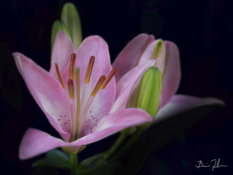 Framed Intimate Print