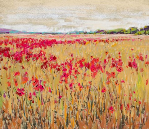 Framed Poppies Evening Light XI Print