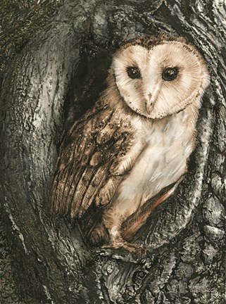 Framed Barn Owl Roost Print