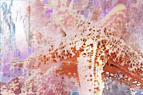 Framed Starfish 2 Print