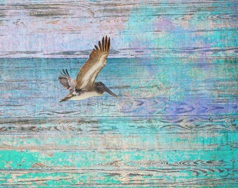 Framed Pelican 1 Print