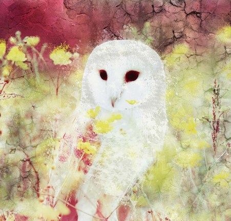 Framed Owl Time Print