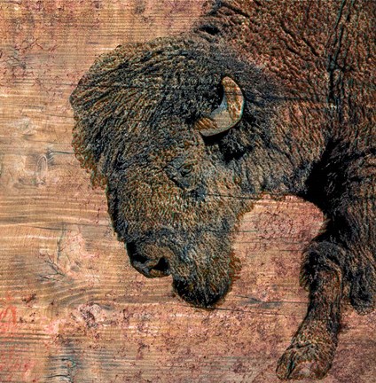 Framed Bison Print
