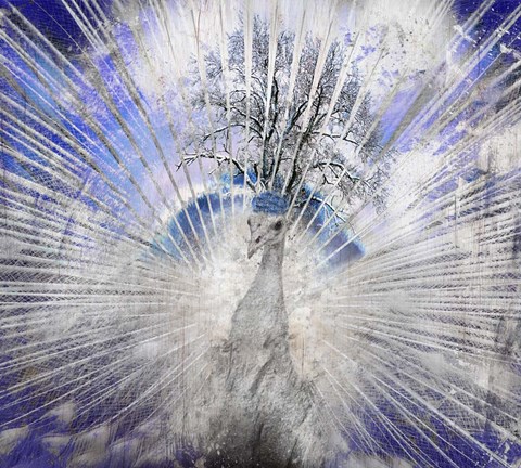 Framed Winter Peacock Print