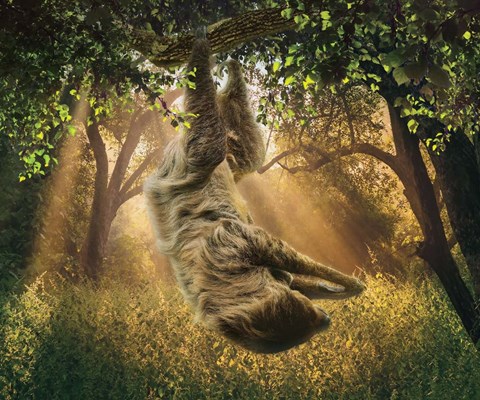 Framed Basking Print