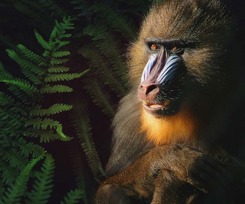 Framed What Did You Say Print