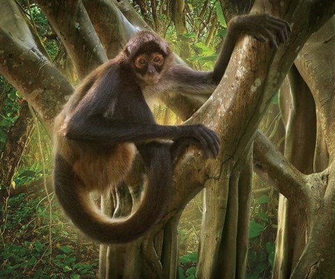 Framed I Don't Know Print