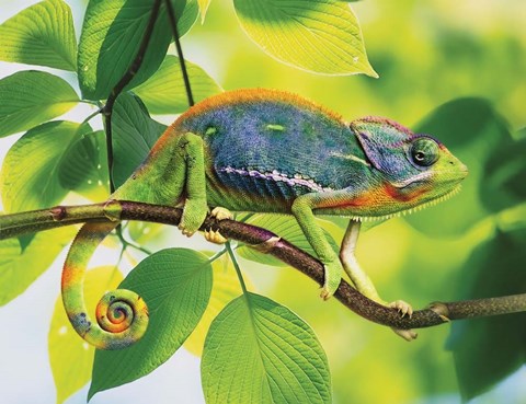 Framed Sunny Side Print