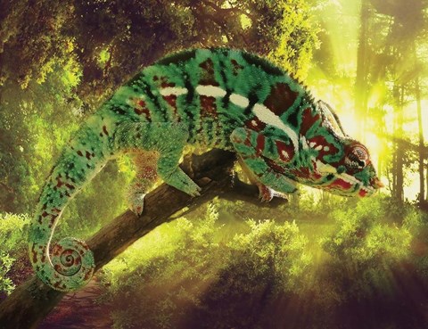 Framed Sun Soaker Print