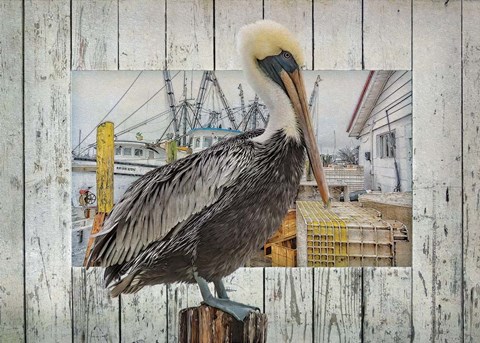 Framed Pelican Pride Print