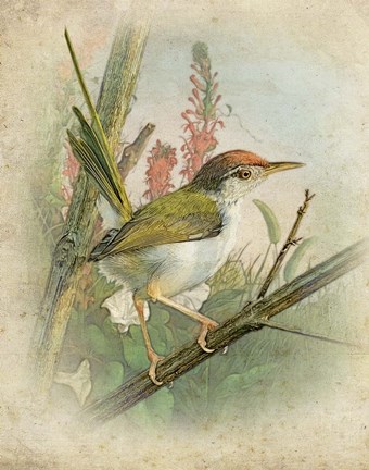 Framed Morning Bird Print