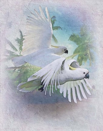 Framed Cockatoo Blues Print