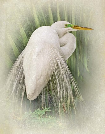 Framed Vintage Egret Print