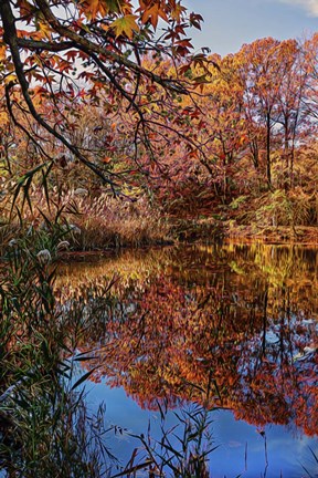Framed Clove Lakes Park in Autumn B Print
