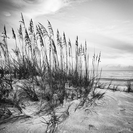 Framed Sea Oats Print